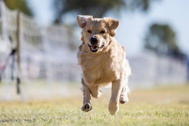Golden Retriever Koşu Alanı Koşu Alanı Köpek Sporu