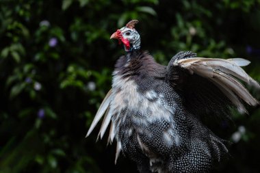 Miğferli Guinafowl 'un yakın çekimi.