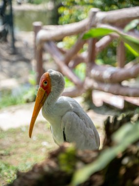 Sarı gagalı leylek, tahta çitli doğal bir ortamda duruyor.
