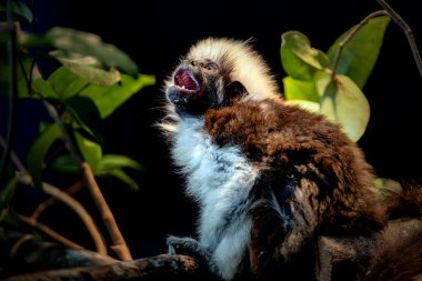 Pamuk Bebek Tamarin 'in Portresi