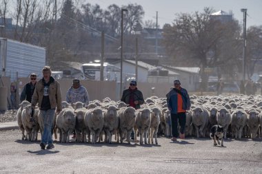 Yolda koyun sürüsü güden adamlar.