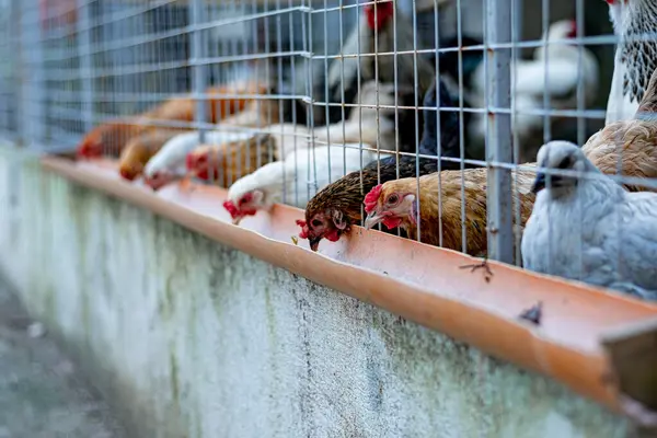 Barkyard Brahma Tavukları kümeste DIY besleniyor.