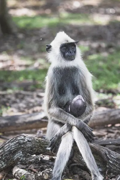 Anne maymun ve bebek maymun kamerama poz veriyor.