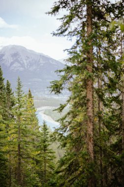 Canmore, Alberta 'da dolambaçlı bir nehre bakan manzaralı orman manzarası
