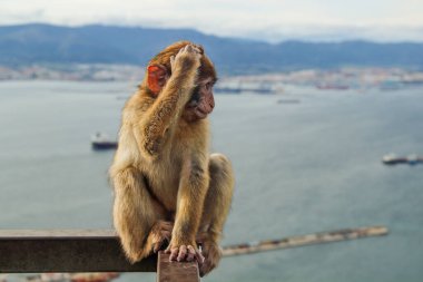 Maymunlar diyarında, Cebelitarık 'ta bir bebek maymun.