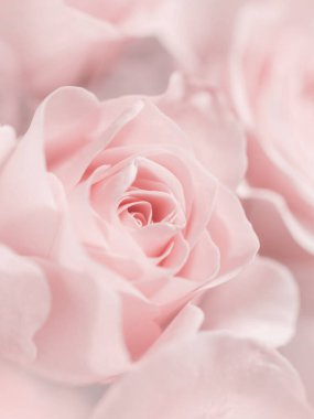 Yumuşak Pembe Gül Nazikçe Yakın plan.