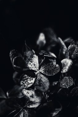 Geçen yıl Çiçekler Bitkisel Solgunluk.