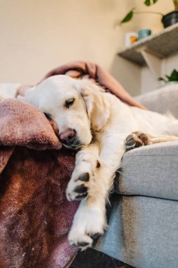 Golden Retriever Oturma Odasında Şekerleme