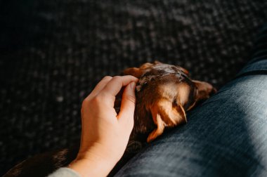 El Okuyan Dachshund Köpeği Sahibinin Sıcak Güneş Işığında Kucağında