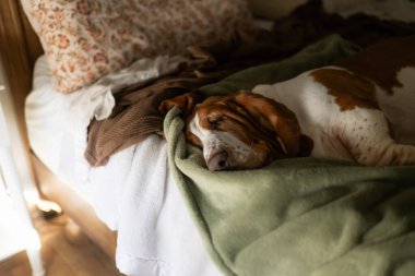 Evdeki yeşil battaniyenin üzerinde uyuyan büyük av köpeği.