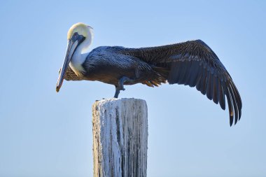Kahverengi Pelikan Peleccianus bataryası kanatlarını açıyor