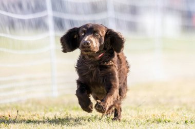 Boykin Spaniel Yem Koşu Pisti Koşu Köpek Sporu