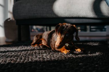 Merle Minyatür Dachshund Güneş Işığında Dokulu Halıda Yatıyor