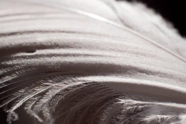 Mavi Tüy Ayrıntısı 'nı kapat