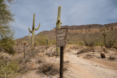 Güneşli Arizona Çölünde Tonto Ulusal Orman Tabelası
