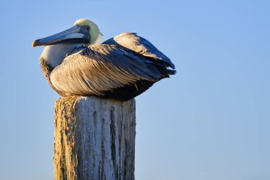 Kahverengi Pelican Pelecanus Ahşap direğe tünemiş