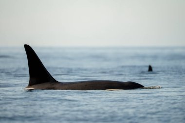 Orca Fins Sakin Deniz Sularında Okyanus Yüzeyi Kırıyor