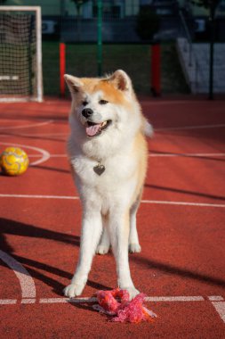 Akita cinsi bir dişi köpek kırmızı spor sahasında duruyor.