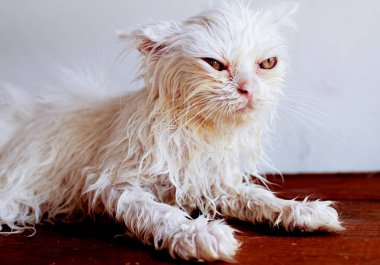 Komik Islak Kedi Banyo yaptıktan sonra