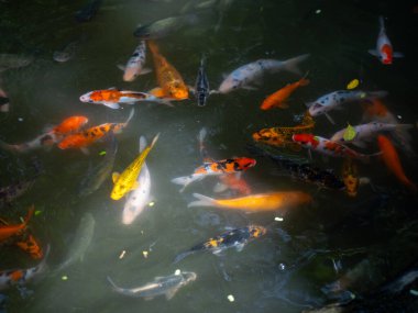 Bir grup canlı koi balığı sakin bir gölette yüzüyor.