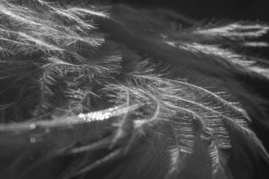 Mavi Tüy Ayrıntısı 'nı kapat