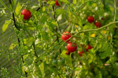 Lezzetli, besleyici ev yapımı kırmızı kiraz domatesleri.
