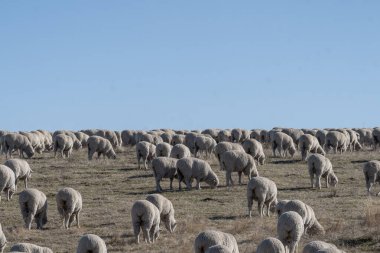 alanda otlayan koyun sürüsü