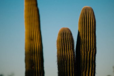 Saguaro Kaktüsü Tucson 'da Ulusal Park' ta, Arizona Sunset 'te