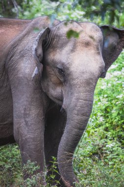 Büyük Asyalı Elepanth ormanda yemek yiyor.