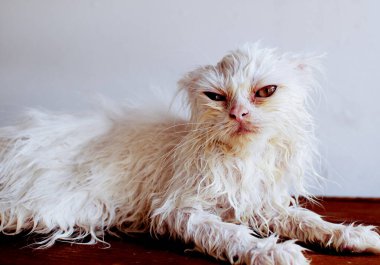 Komik Islak Kedi Banyo yaptıktan sonra