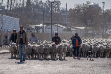 Yolda koyun güden bir grup adam.