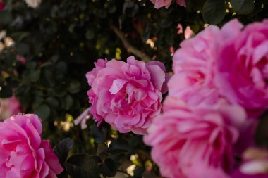 Pembe çiçekli bahçe, canlı çalılar