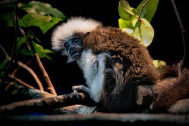 Pamuk Bebek Tamarin 'in Portresi