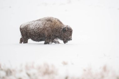 Majestic Bison Yoğun Çölde Kar Altında Duruyor