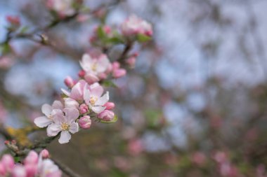 Elma ağacında pembe çiçekler