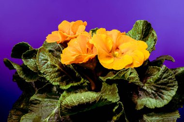 Mor arkaplandaki Turuncu Primula Çiçekleri