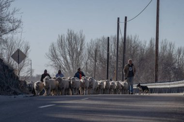 Koyun sürüsü yola dökülüyor.