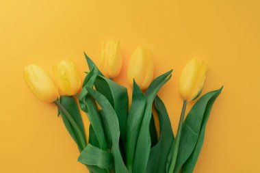 Sarı arka planda sarı lale demeti