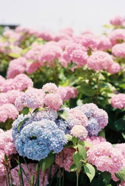 Bir sürü pembe ortanca ve ön planda mavi ortanca.