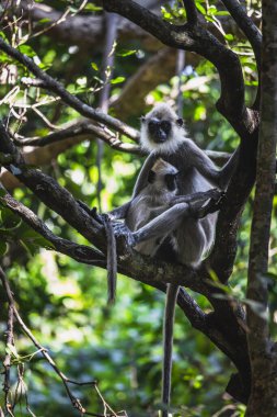 Sri Lanka Gri Langur Anne ve Oğlu