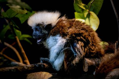 Pamuk Bebek Tamarin 'in Portresi