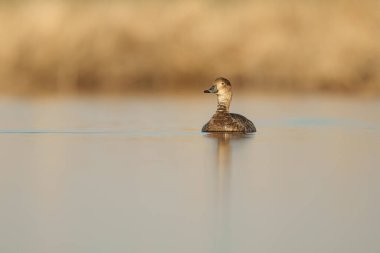 Kızıl Saçlı Ördeğin Sakin Suda Yüzüşü