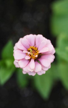 pembe zinnia Bahçe