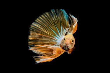 Beyaz ve kırmızı dumbo betta balığı,