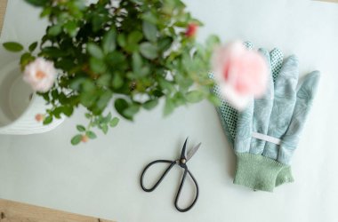 Kapalı alanda bitki bakımı. Gül nakli ve budama