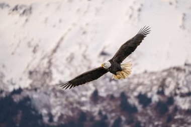 Görkemli Kel Kartal Karlı Dağ üzerinde Uçuyor