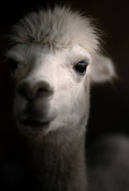 Gözlere odaklanmış kameraya bakan beyaz alpaka portresi
