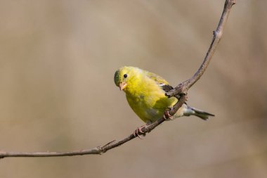 Dişi Amerikan ispinozu ince kıvrımlı bir dala tünedi.