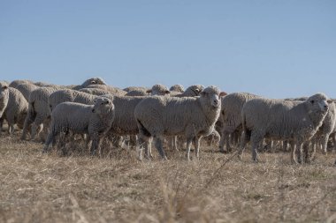 Tarlada koyun sürüsü