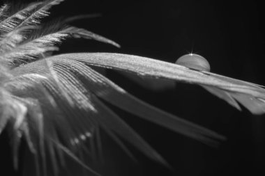 Mavi Tüy Ayrıntısı 'nı kapat